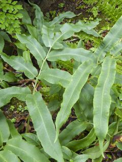 Dryoptéris de Siebold