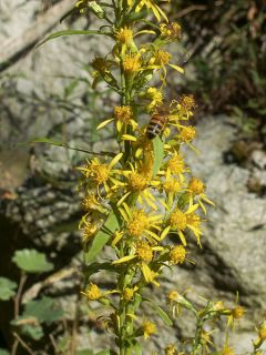 Solidago virgaurea - Baguette d'Aaron - Verge d'or