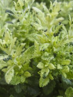 Germandrée 'Lucky Gold'