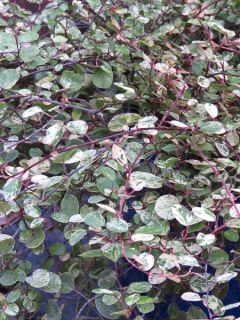 Pseudanthus 'Radiance'