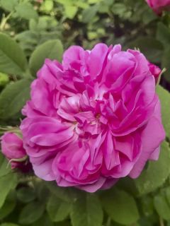 Rosier Baronne Prévost