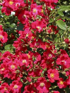 Rosier Urban Streetlight® Sommerabend® Rosier Urban Streetlight® Sommerabend®