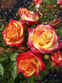 Rosier à fleurs groupées 'Flamina'