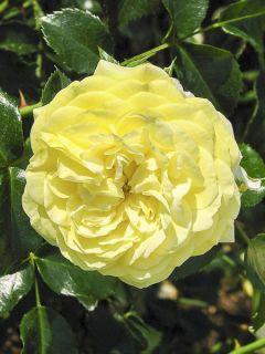 Rosier Rigo Rosen® Solero®