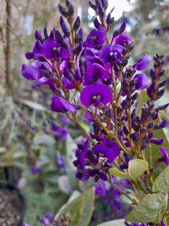Hardenbergia violacea Regent
