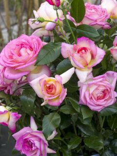 Rosier à grandes fleurs Parfum de Nantes ® Adasixalo