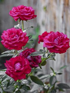 Rosier à grandes fleurs Belles Rives ® Meizolnil