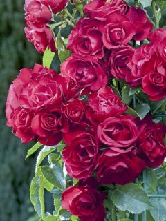 Rosier grimpant 'Rose De Perouges'