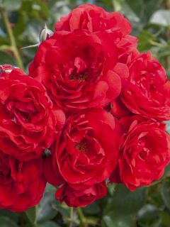 Rosier polyantha MONA LISA ® Meilyxir