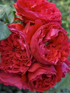 Rosier grimpant Florentina en racines nues