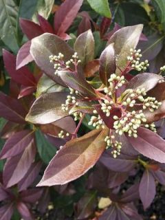 Viburnum odoratissimum Coppertop - Viorne parfumée