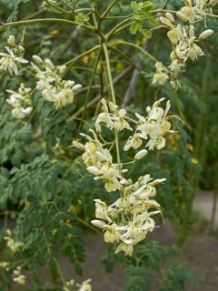 Moringa oleifera - Arbre de vie