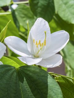 Haricot nain mangetout Liverte