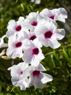 Bignone faux-jasmin 'Blanc'