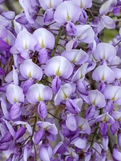 Glycine 'Grande Diva Barbara' Glycine 'Grande Diva Barbara'