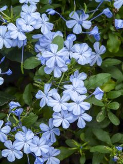 Plumbago auriculata - Dentelaire du Cap