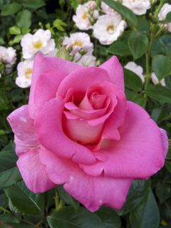 Rosier Parfum Royal sur tige