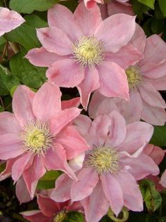 Clématite - Clematis Little Mermaid Clématite - Clematis Little Mermaid