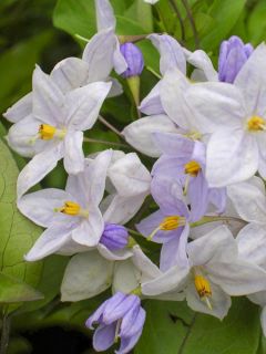 Solanum jasminoides Bleu - Morelle faux-jasmin