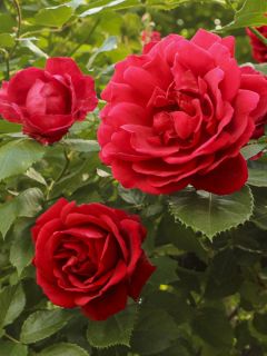 Rosier grimpant 'Blaze Superior'