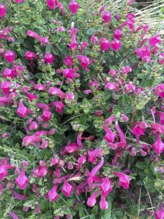 Scutellaria suffrutescens - Scutellaire Scutellaria suffrutescens - Scutellaire