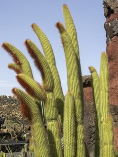 Cactus cierge