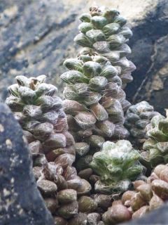 Anacampseros filamentosa