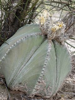 Bonnet d'évêque Bonnet d'évêque