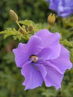 Alyogyne huegelii - Hibiscus bleu d'Australie