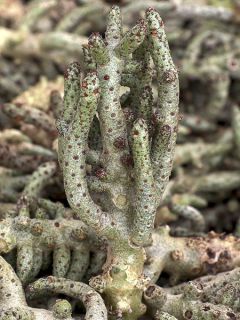 Tylecodon bucholzianus