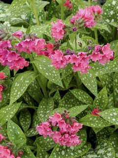 Pulmonaria Shrimps on the Barbie - Pulmonaire