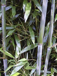 Phyllostachys flexuosa - Bambou moyen