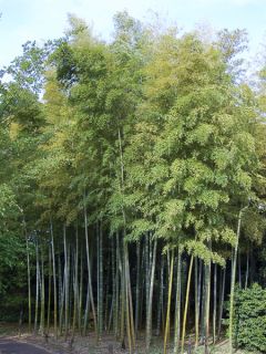 Phyllostachys heteroclada - Bambou en écailles de poisson