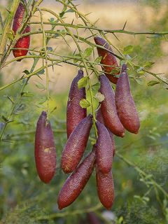 Citron caviar - Microcitrus australasica Citron caviar - Microcitrus australasica