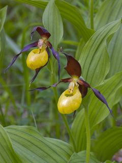 Cypripedium calceolus - Sabot de Venus