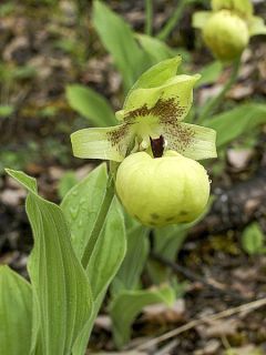 Cypripedium flavum - Sabot de Vénus rose pâle et jaune pâle