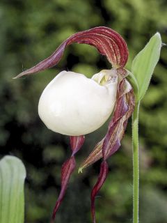 Cypripedium kentuckiense - Sabot de Vénus pourpre et ivoire