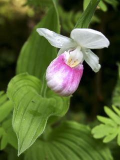 Cypripedium reginae - Sabot de Venus