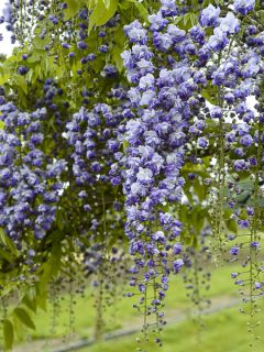Glycine Grande Diva Cecilia - Wisteria (x) venusta Glycine Grande Diva Cecilia - Wisteria (x) venusta