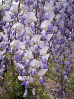 Glycine 'Grande Diva Maria' Glycine 'Grande Diva Maria'