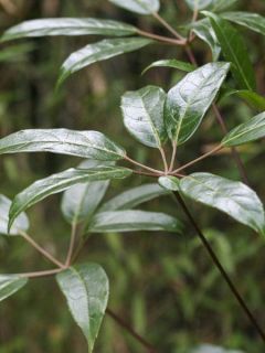 Schefflera alpina - Schefflera