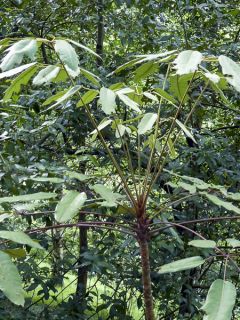 Schefflera delavayi