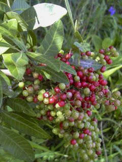 Schinus terebinthifolius - Faux-poivrier, Poivre rose