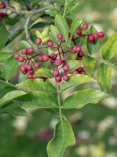 Zanthoxylum americanum - Clavalier américain