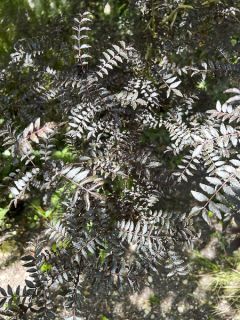 Zanthoxylum piperitum Black Magic - Poivrier du Japon