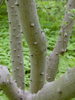 Zanthoxylum schinifolium - Poivrier de Sansho