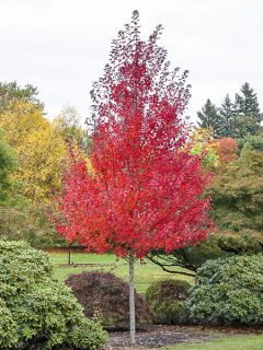 Érable rouge 'Redpointe'