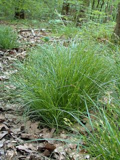Carex remota - Laîche espacée