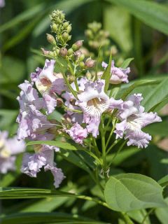 Chitalpa tashkentensis - Chitalpa de Tashkent