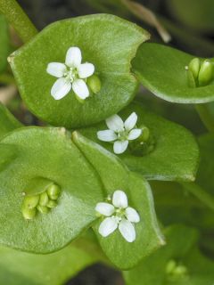 Claytonia perfoliata - Pourpier d’Hiver ou Claytone de Cuba Claytonia perfoliata - Pourpier d’Hiver ou Claytone de Cuba